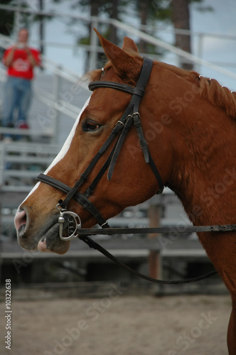 Fototapeta Naklejka Na Ścianę i Meble -  Brown Horse