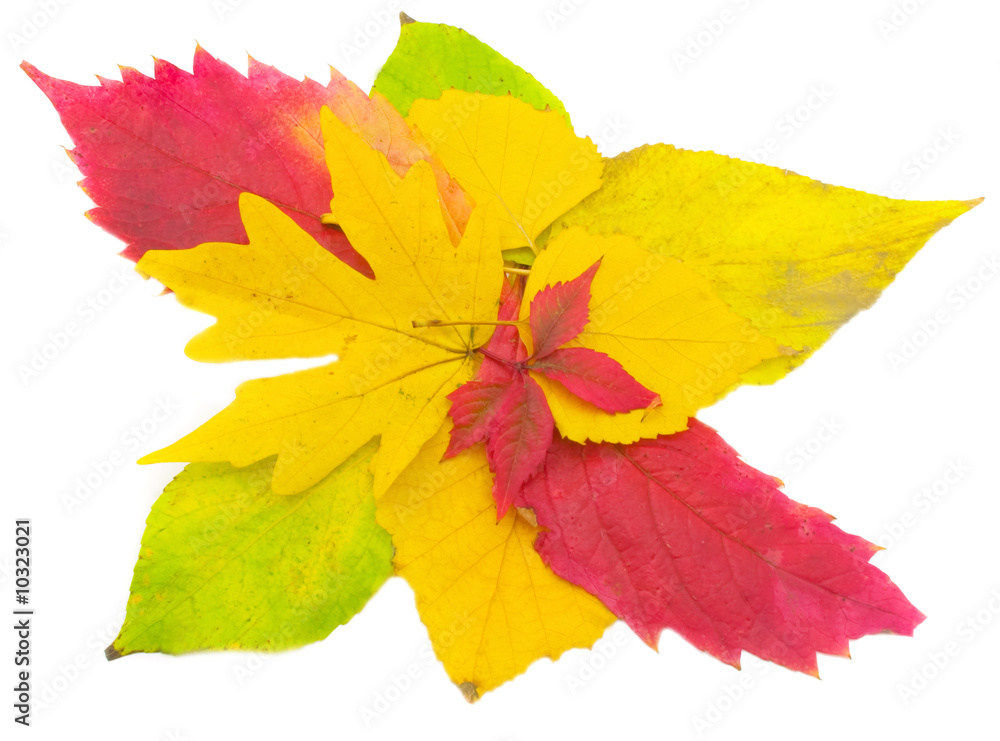 Beautiful autumn leaves isolated on a white background. Beautiful autumn leaves isolated on a white background.