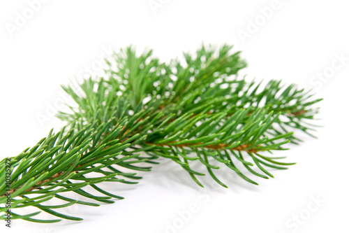 fir branche Christmas decoration on white background
