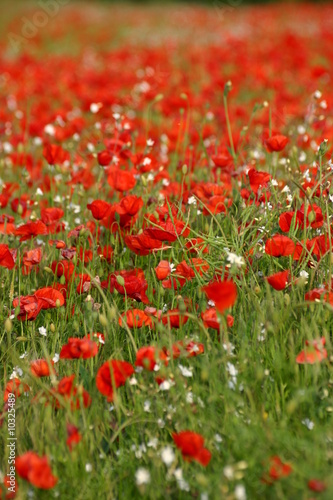 coquelicot