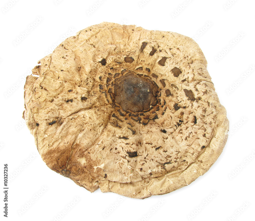 Parasol Macrolepiota mushroom cap