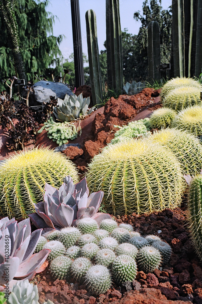 barrel cactus barrel cactus