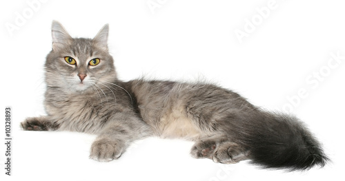 Grey cat on a white background.