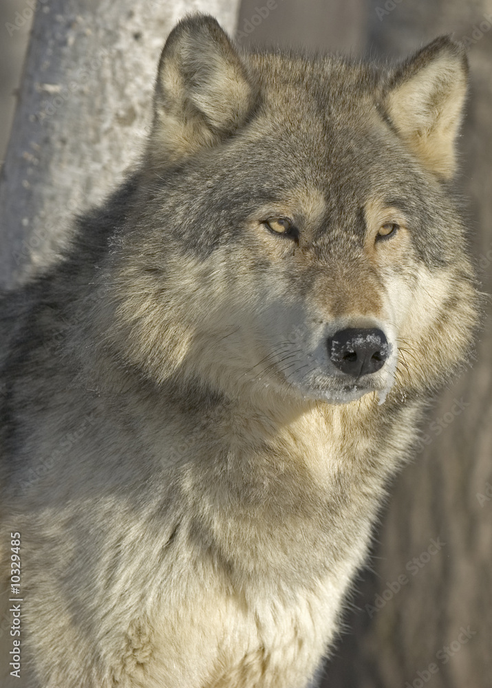 Gray wolf portrait. Photographed in Northern Minnesota Gray wolf portrait. Photographed in Northern Minnesota