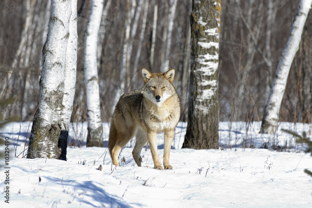 Fototapeta premium Coyote in winter fur coat. Northern Minnesota