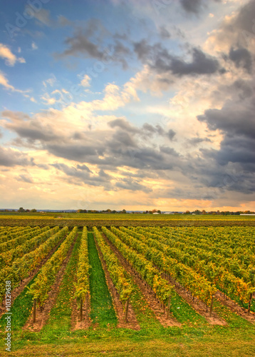 Vineyard in the evening with cloudy sky