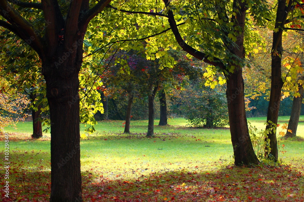 autumn in the forest with green trees under blue sky autumn in the forest with green trees under blue sky