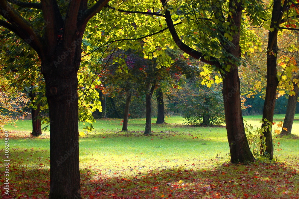 autumn in the forest with green trees under  blue sky