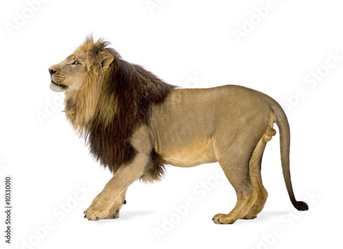 lion in front of a white background