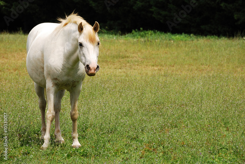 Le cheval blanc dans son pré © GoodPics