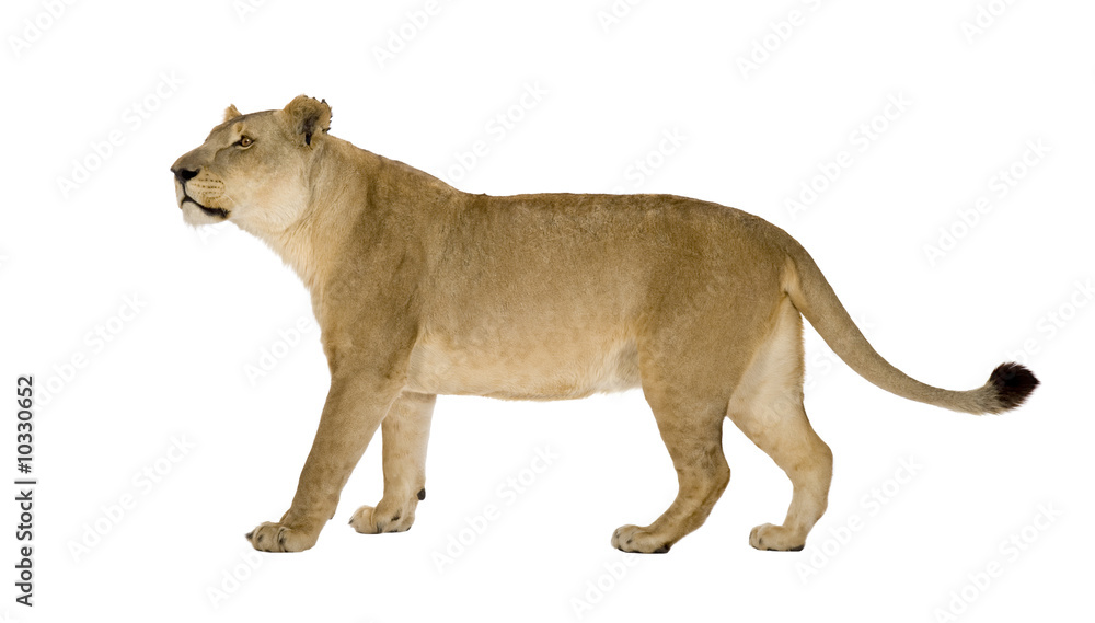 Obraz premium lion in front of a white background