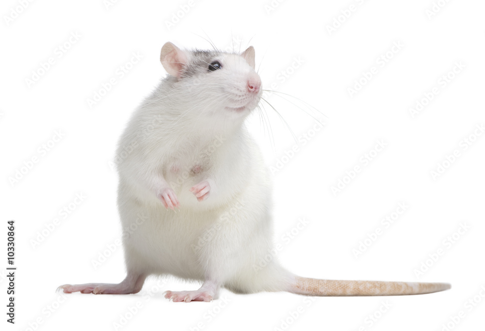 Rat in front of a white background Rat in front of a white background