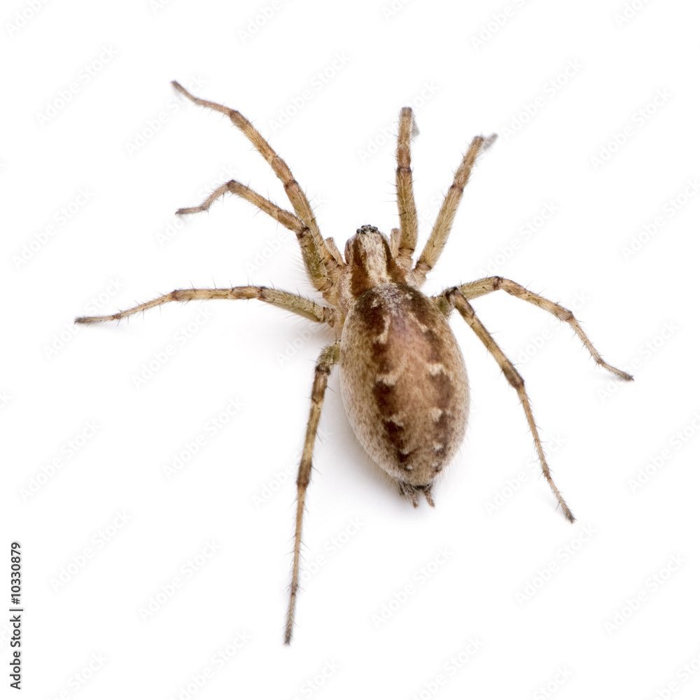 Barn funnel weaver spider in front of a white background Barn funnel weaver spider in front of a white background