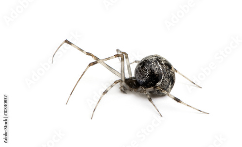 Common house spider in front of a white background