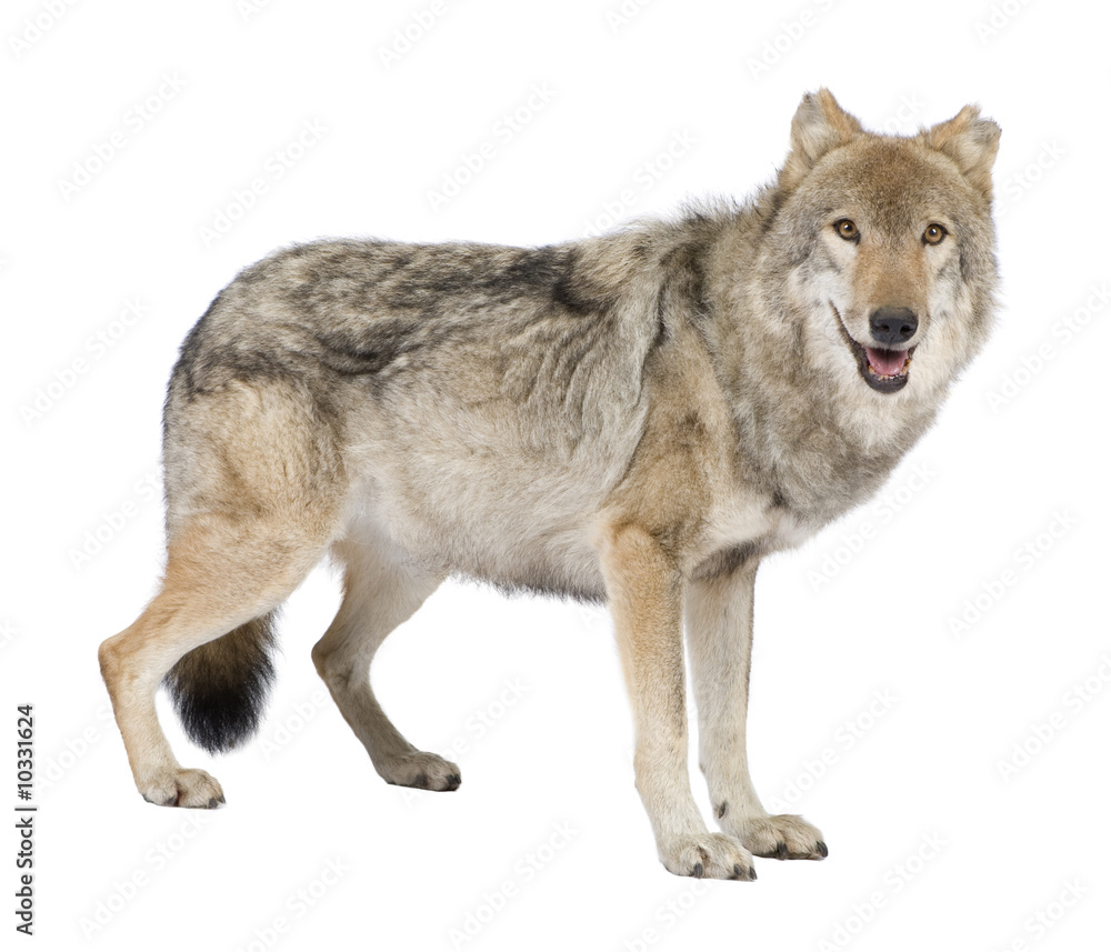 Obraz premium old European wolf in front of a white background