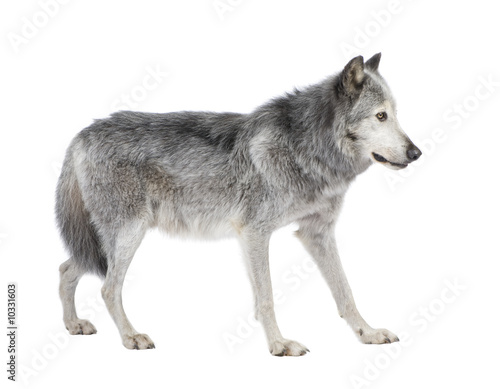 Mackenzie Valley Wolf  8 years  in front of a white background