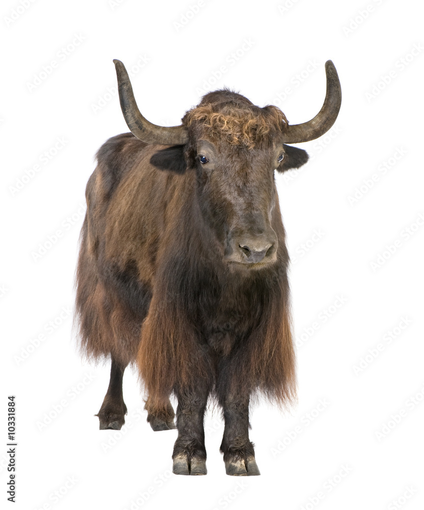Yak in front of a white background Yak in front of a white background