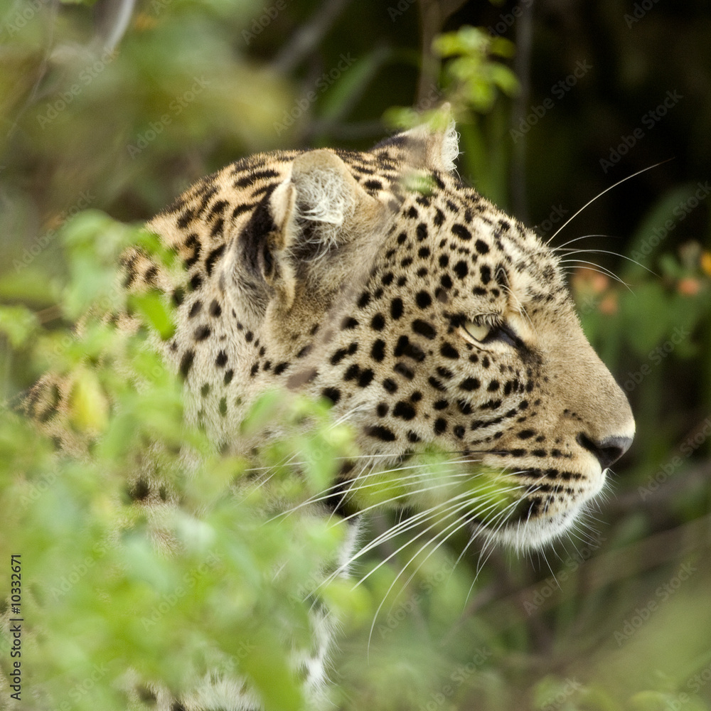Fototapeta premium Leopard in the serengeti national reserve