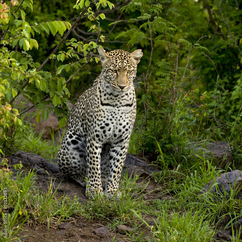 Leopard in the serengeti national reserve Leopard in the serengeti national reserve