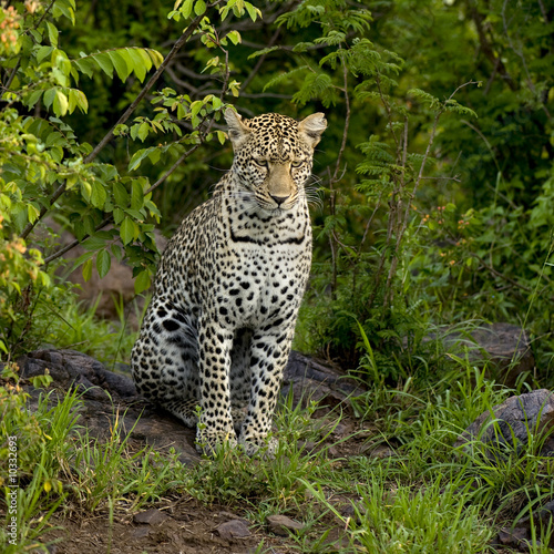 Leopard in the serengeti national reserve