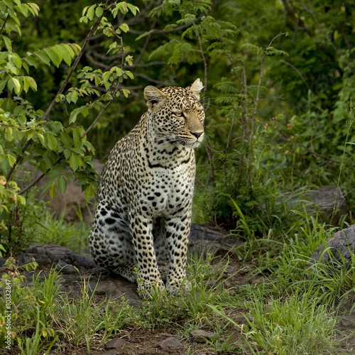 Leopard in the serengeti national reserve