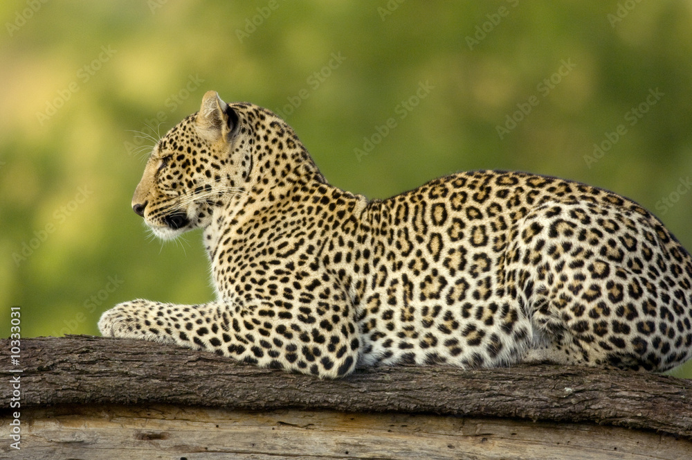 Obraz premium Leopard in the serengeti national reserve