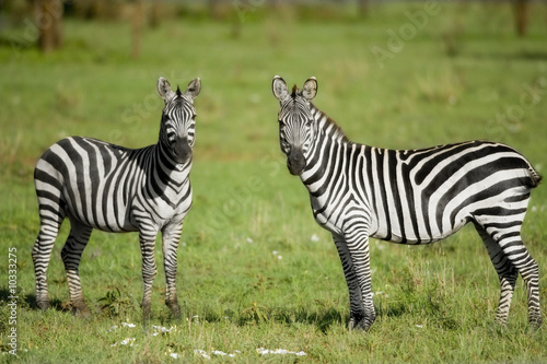 two zebras in the Serengeti