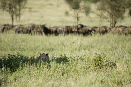 a lion is hidding for a herd of wildebeest