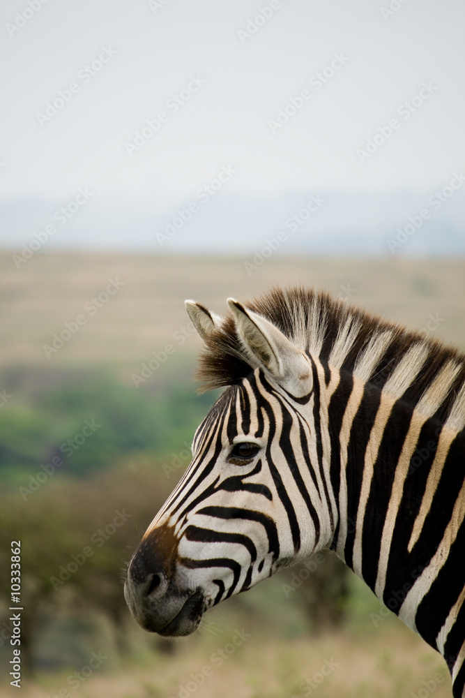 Naklejka premium zebra in africa