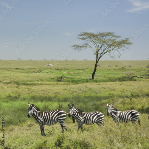 herd of zebra in the Serengeti