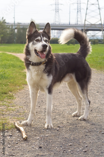 Spitz-type black and white dog in the park.