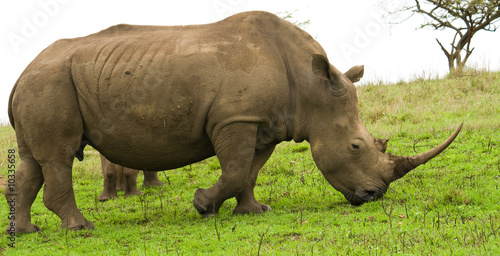 african rhino