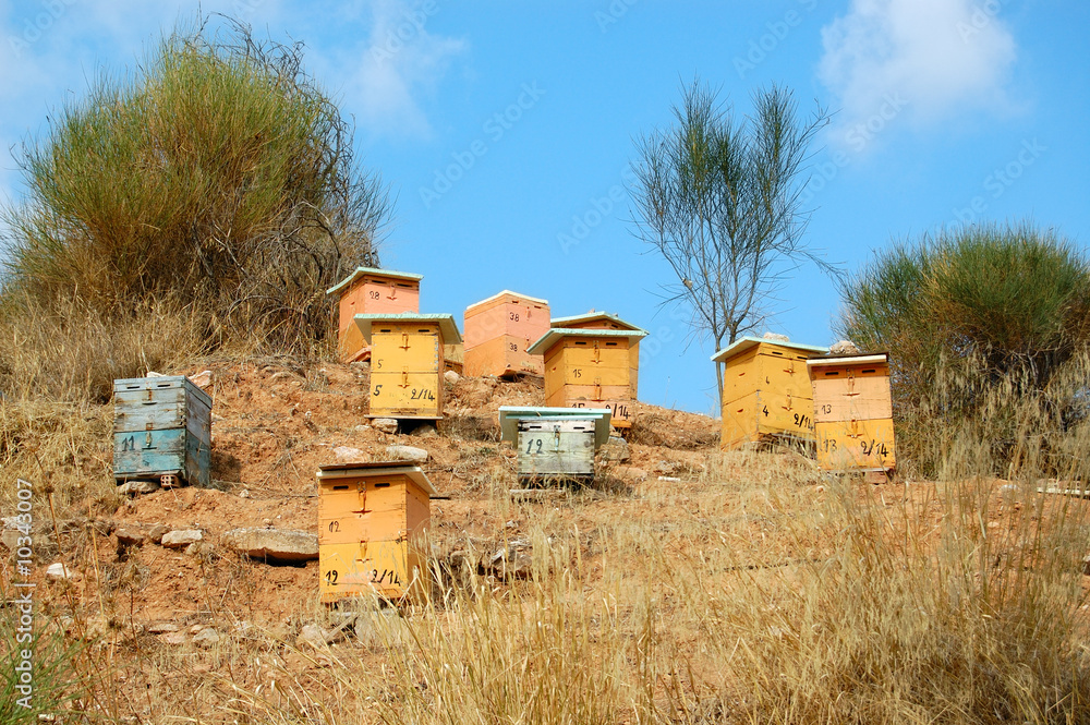 Wooden beehive boxes in a forest. Honey production. Wooden beehive boxes in a forest. Honey production.