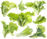 Leaf of green lettuce. Isolated with clipping path