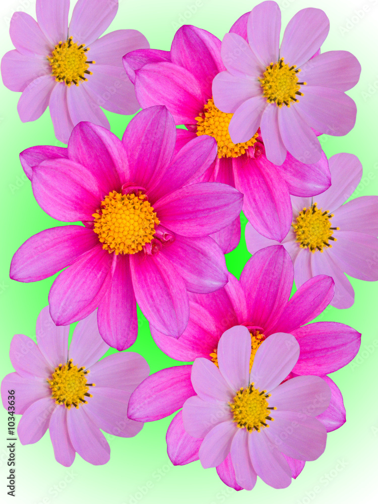 Flowers the different decorative Flowers the different decorative