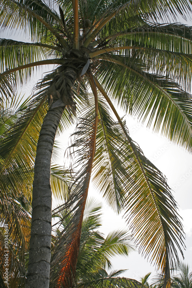 Fototapeta premium Palme unter blauem Himmel