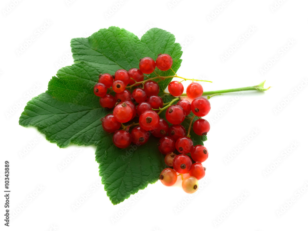 Red currant on white background Red currant on white background