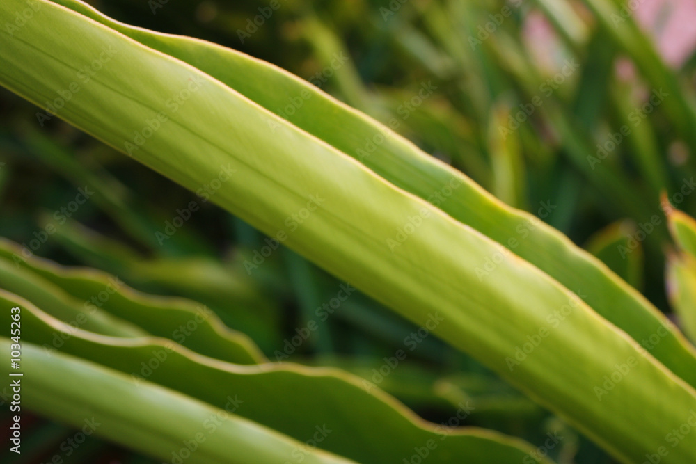 Obraz premium Pflanzenblätter