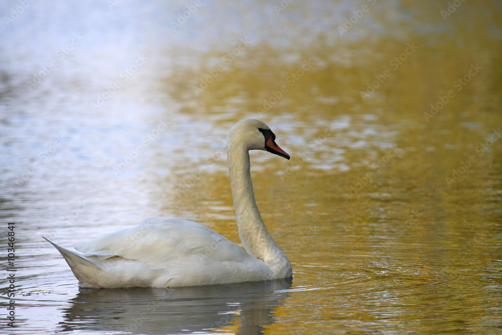 Fototapeta premium Gracefull swan on a lake in autumn day.