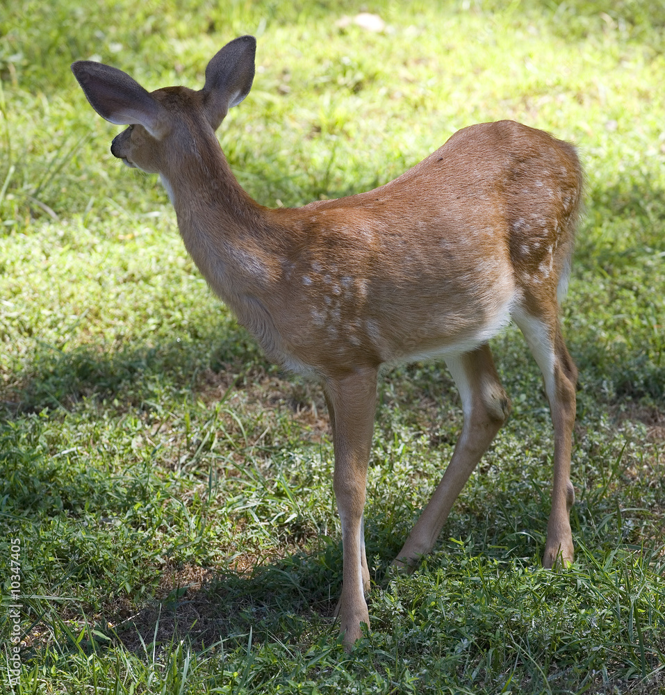 Fototapeta premium whitetail deer fawn that's looking away on grass
