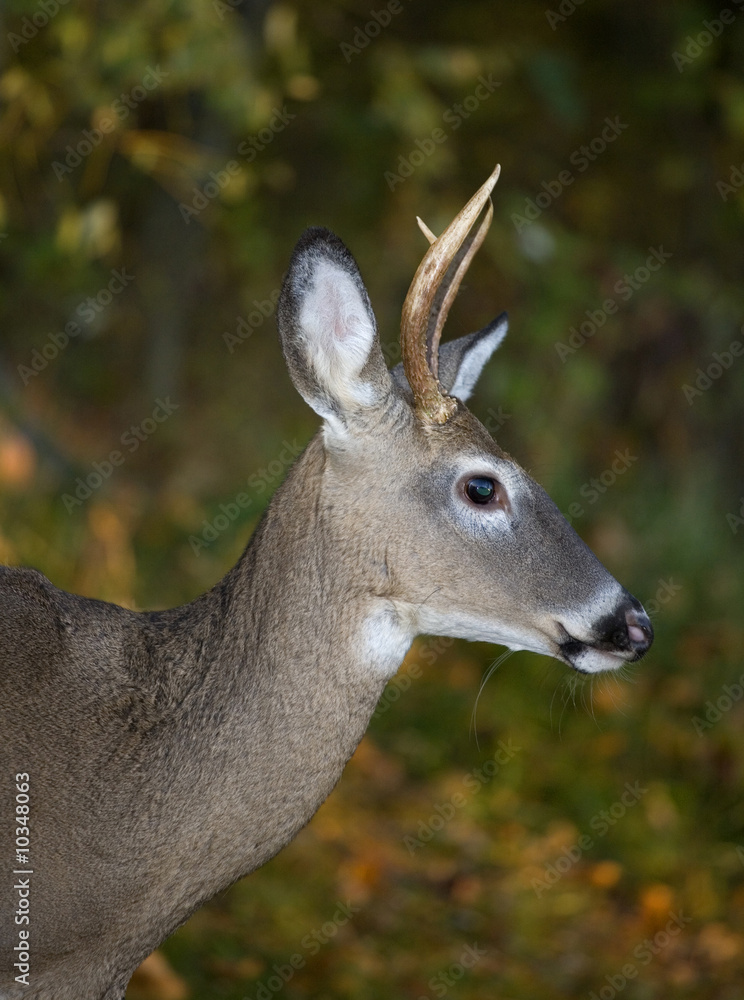 two year old whitetail on forest's edge in fall two year old whitetail on forest's edge in fall