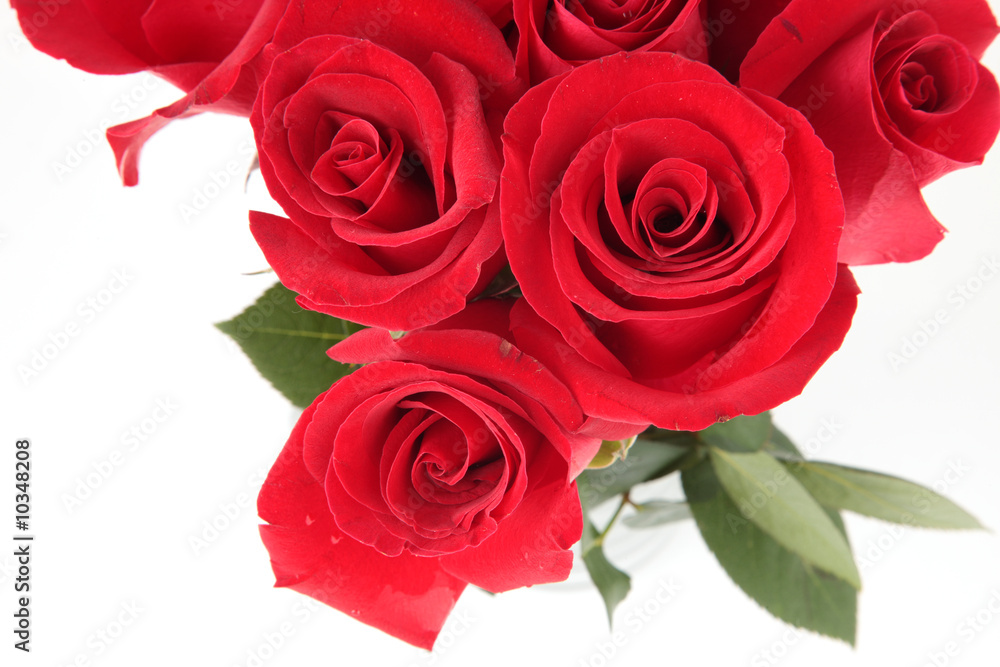 bunch of red roses with a white background bunch of red roses with a white background