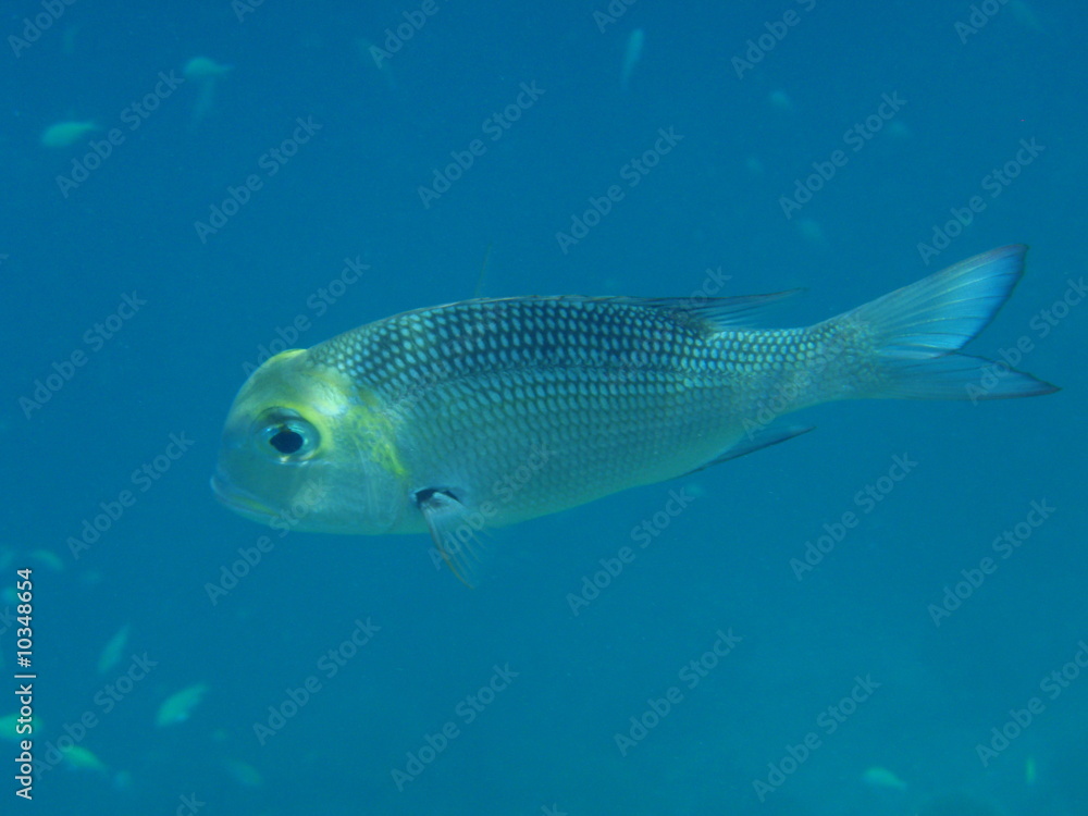 Schöner Fisch Schöner Fisch