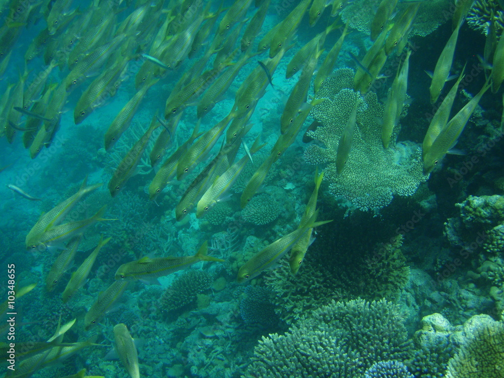 Fototapeta premium Meerbarben-Schwarm