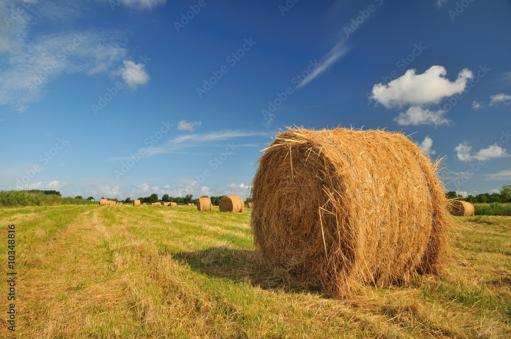 drying hay in the sunny fields