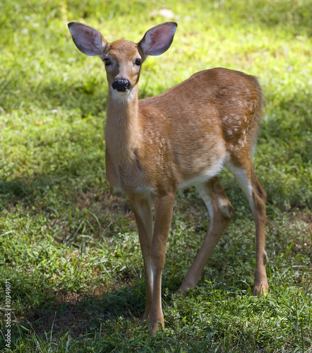 whitetail fawn that's starting to lose its spots