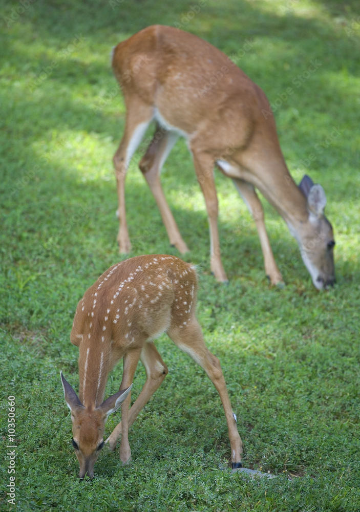 doe and fawn browsing the green grass in spring doe and fawn browsing the green grass in spring