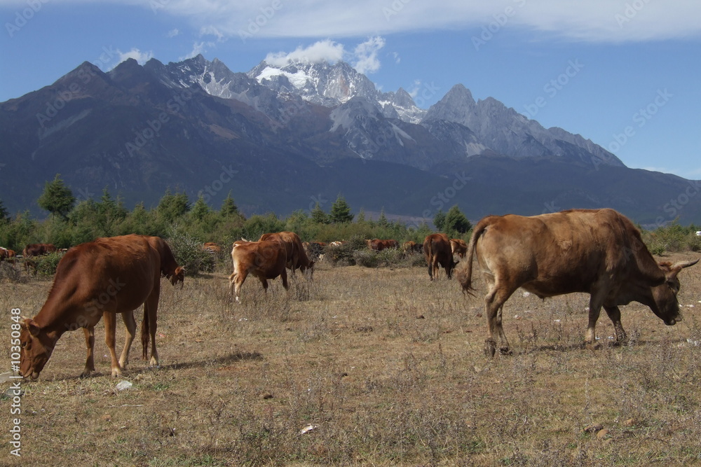 Naklejka premium Herd of cows