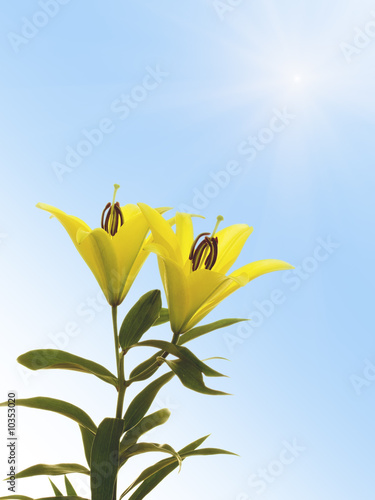 Yellow lily flowers isolated on sunny sky background