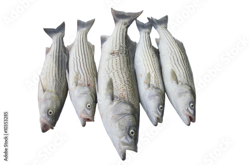 several Striped Bass isolated on a white background photo